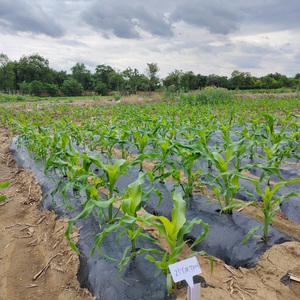 Mispace and time (Live)