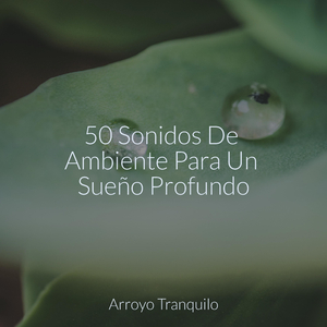 Momentos Tranquilos En El Río