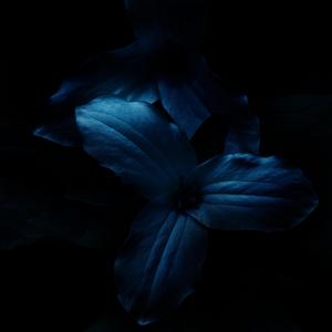 Trillium (feat. Jsmooth)