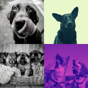 诗意的孤独的狗节奏