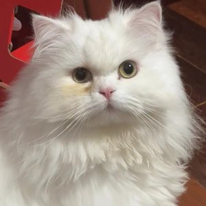 夏恋晚风 (Prod.misogyny)