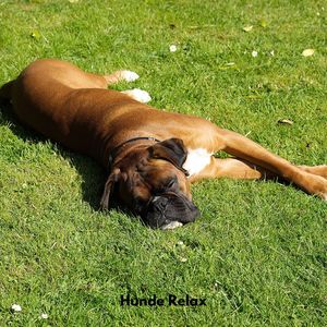 Hunde Entspannungssuite