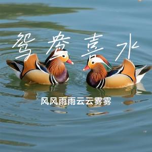 鸳鸯喜水