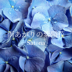 雨あがりの紫陽花