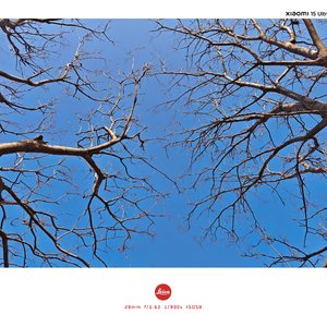 终究是我来太迟 梨树难生桃花支