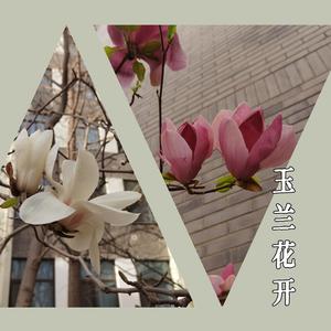 玉兰花开