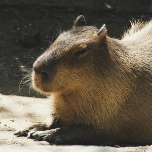 KAPIBARA (feat. k00)