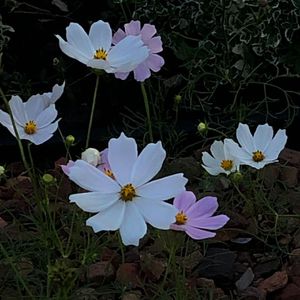 Land in Haze (Prod. by Jeston)