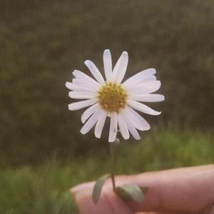 如果可以，愿我热爱你一万次