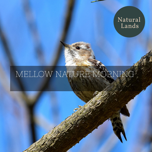 Horrible American Toads