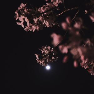 浅雾彼岸的幻梦 ~ Veiled Dreamland ~