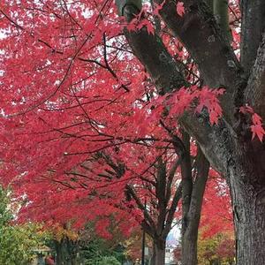 美若黎明 (Cover 李健)