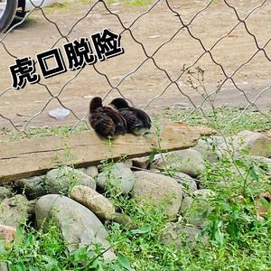 虎口脱险（张磊）