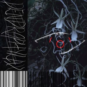 蘭DENDROPHYLAX.