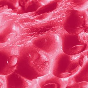 Pomegranate (Take 1)