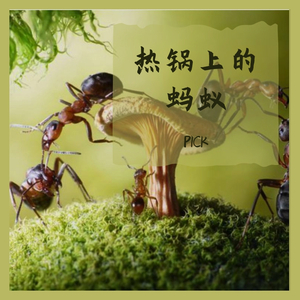 热锅上的蚂蚁