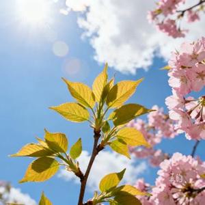 真的 (Cover 麦小兜)