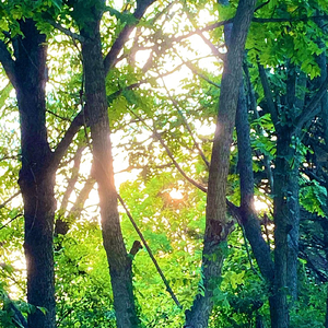 There's a Light Beyond These Woods