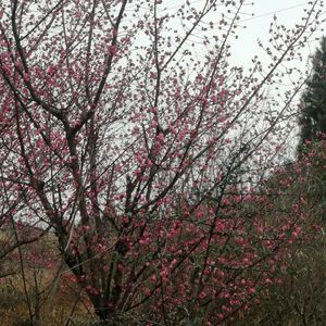 心里有千言万语