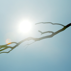 The Thing (Thin Mix)