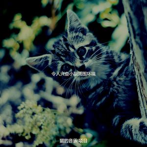 有趣睡猫情怀