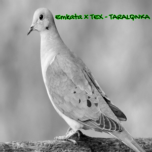 Taralqnka (feat. Tex)