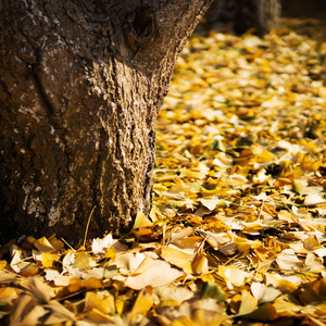 《匆匆》科大版（Cover 李剑青）