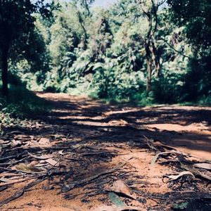 幸福之歌 - Supper Moment (Ray.C Cover)