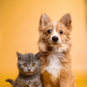 Ciclos De Melodía Relajante