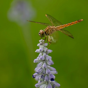 赤とんぼ - 高音質ハーモニカ＆ピアノ