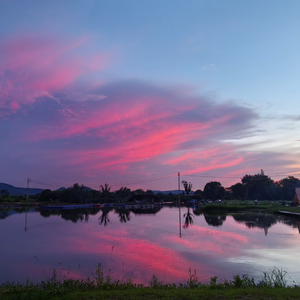 麦田里的老黄狗