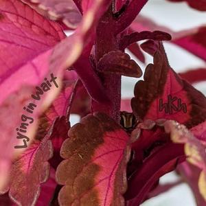 Destiny (What Will You Do for the World?)