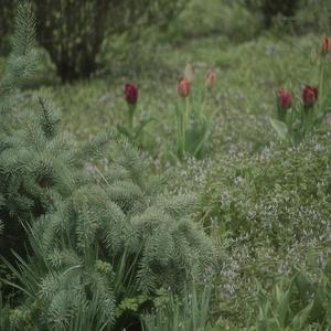 letting go (feat. miyel & phasia)