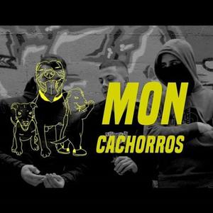 Cachorros