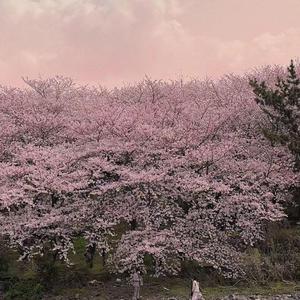 不让我的眼泪陪你过夜