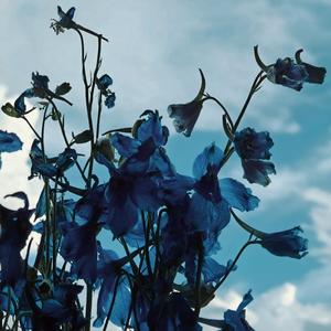 【FREE】蘭の狐火