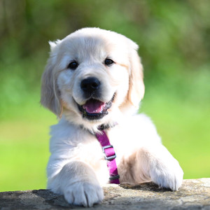 장난꾸러기 강아지