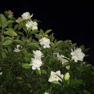 M 六月的栀子花.wav