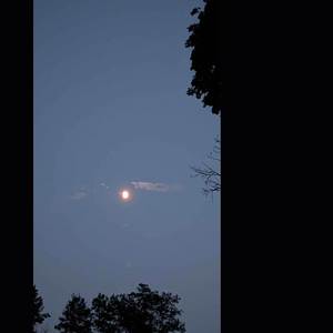 moondrops