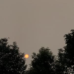 年年（翻自 宋冬野）