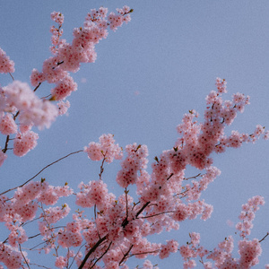 wake me up in spring