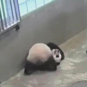 一荤一素