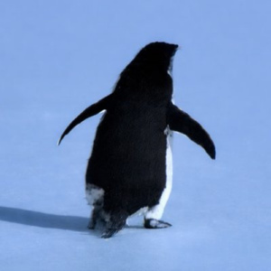 But Why Penguin