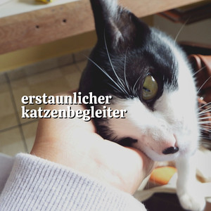 Flucht der Katze