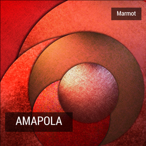 Amapola