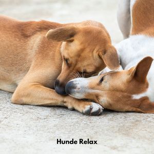 Hunde Entspannungssuite