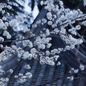 【FREE】“ 李煜 ” - 中国风 × Chinese Pain Type Beat