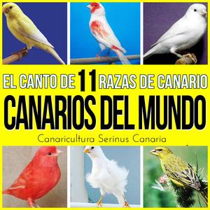 Canario Timbrado Español Canto Discontinuo