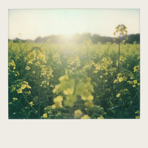 春天的舞步(The WaItZ of Spring)