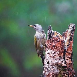 啄木鸟和雨
